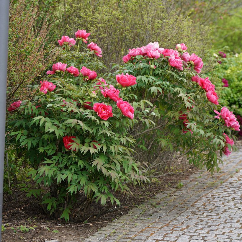 Pivoine officinale Rubra Plena (Plant habit)