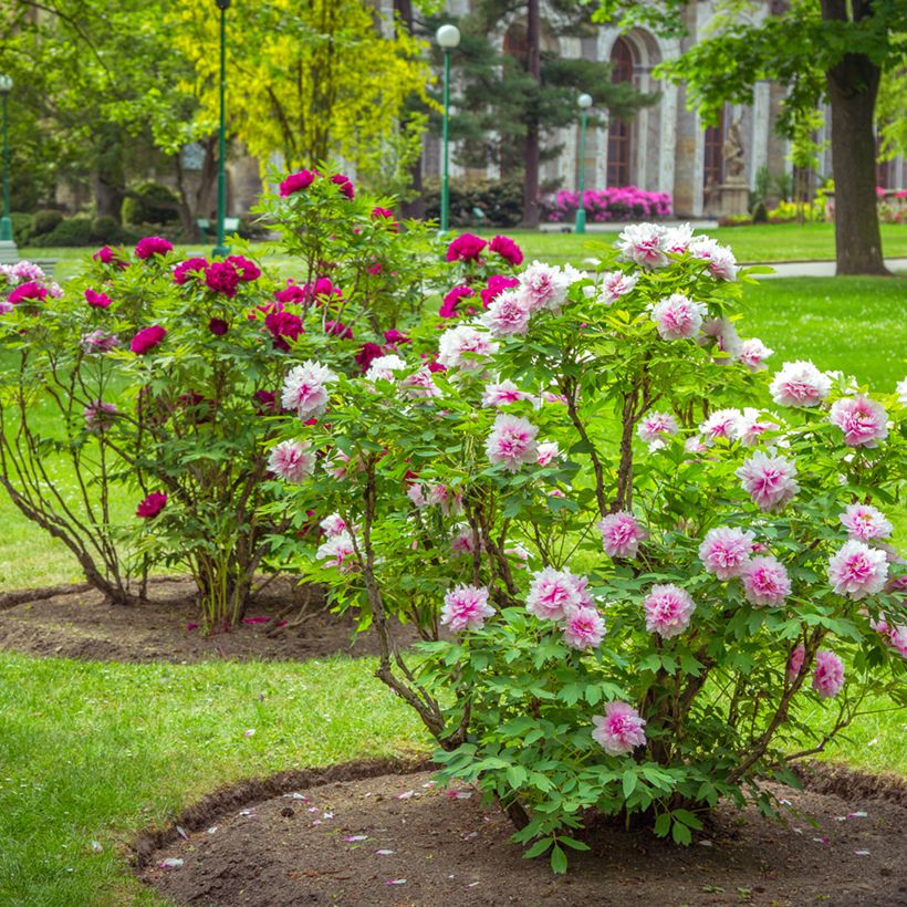 Pivoine arbustive Pink - Paeonia suffruticoa (Plant habit)