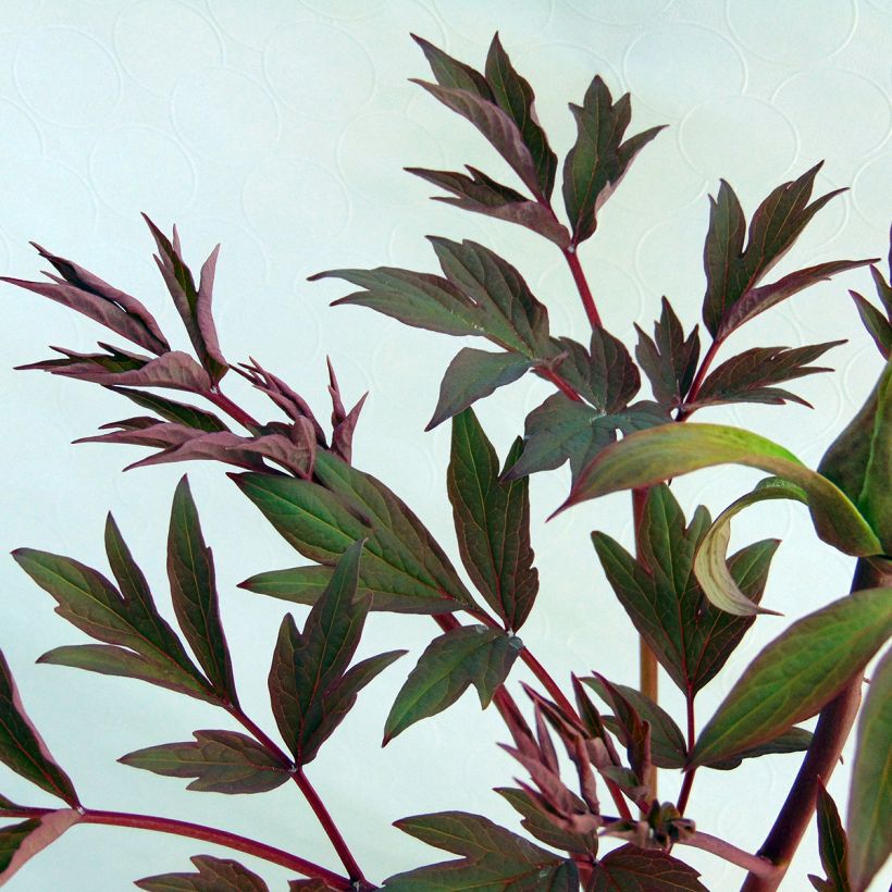 Pivoine arbustive White - Paeonia suffruticosa (Foliage)