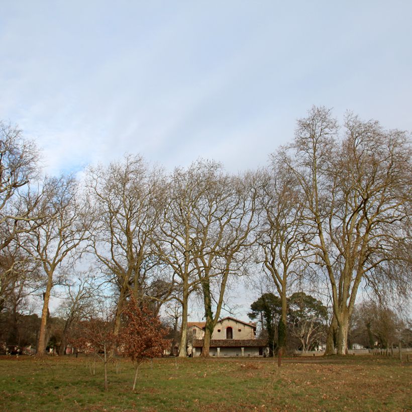 Platanus acerifolia - Platane commun, à feuilles d'érable (Plant habit)