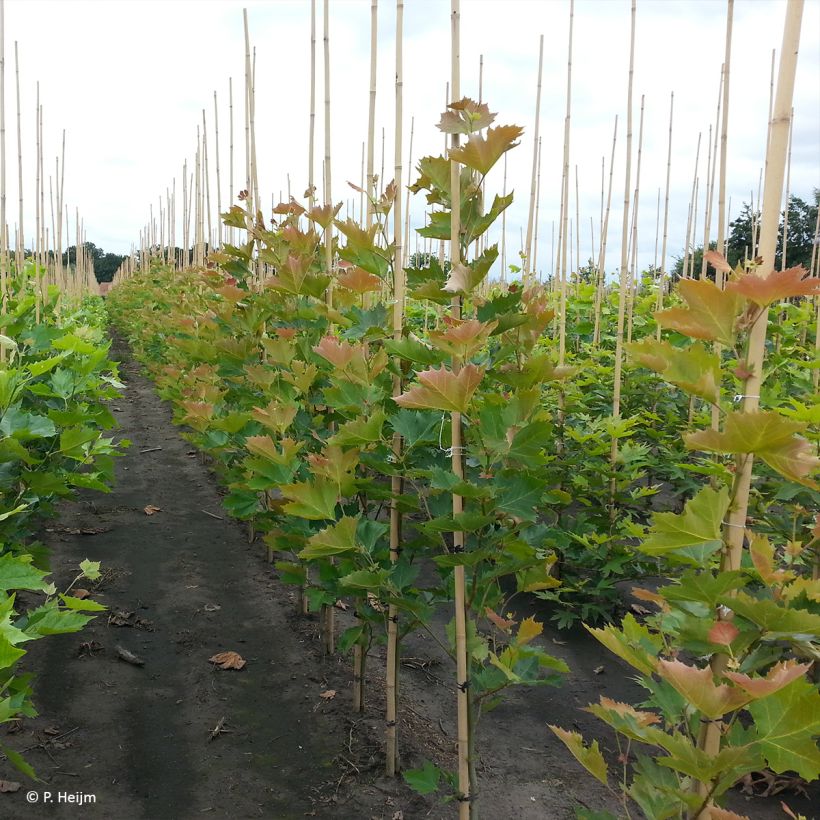 Platanus x hispanica Spartan - Platane (Plant habit)