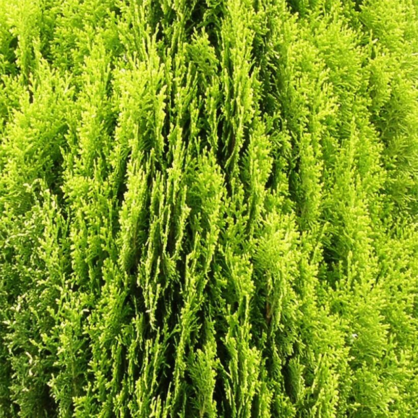 Thuya d'Orient - Platycladus orientalis Aurea Nana (Foliage)