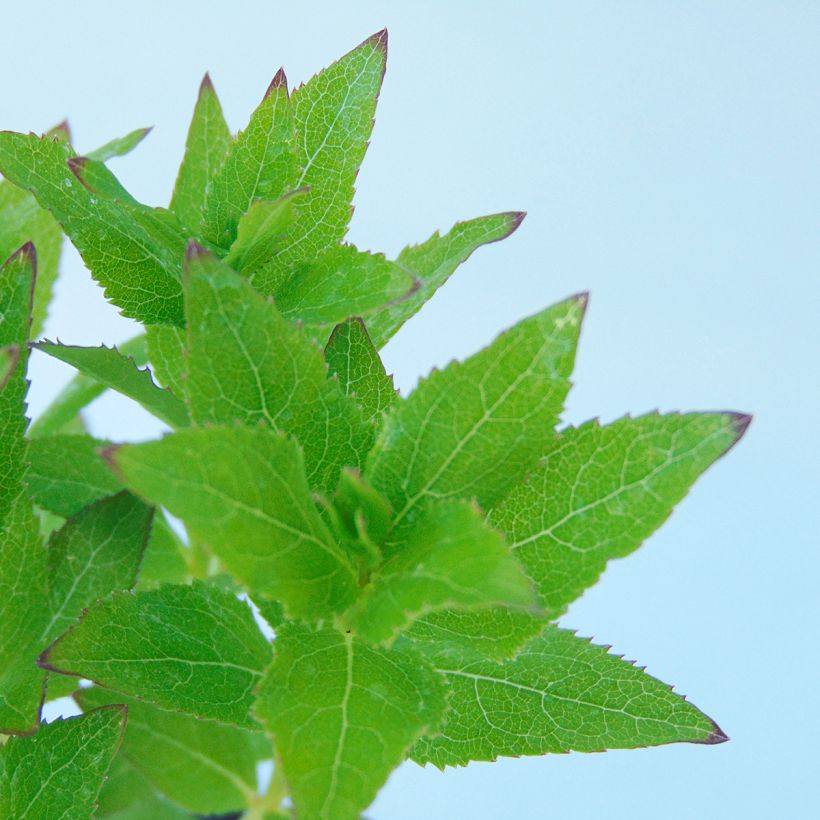 Platycodon grandiflorus Perlmutterschale (Foliage)