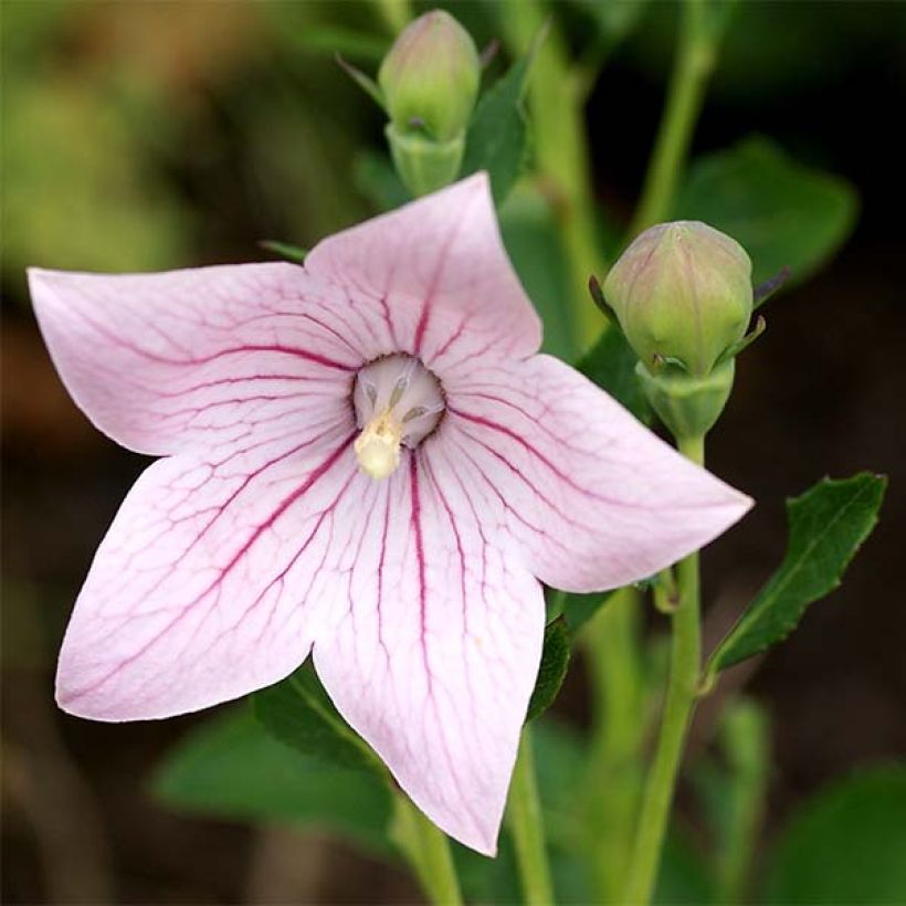 Platycodon grandiflorus Perlmutterschale (Flowering)