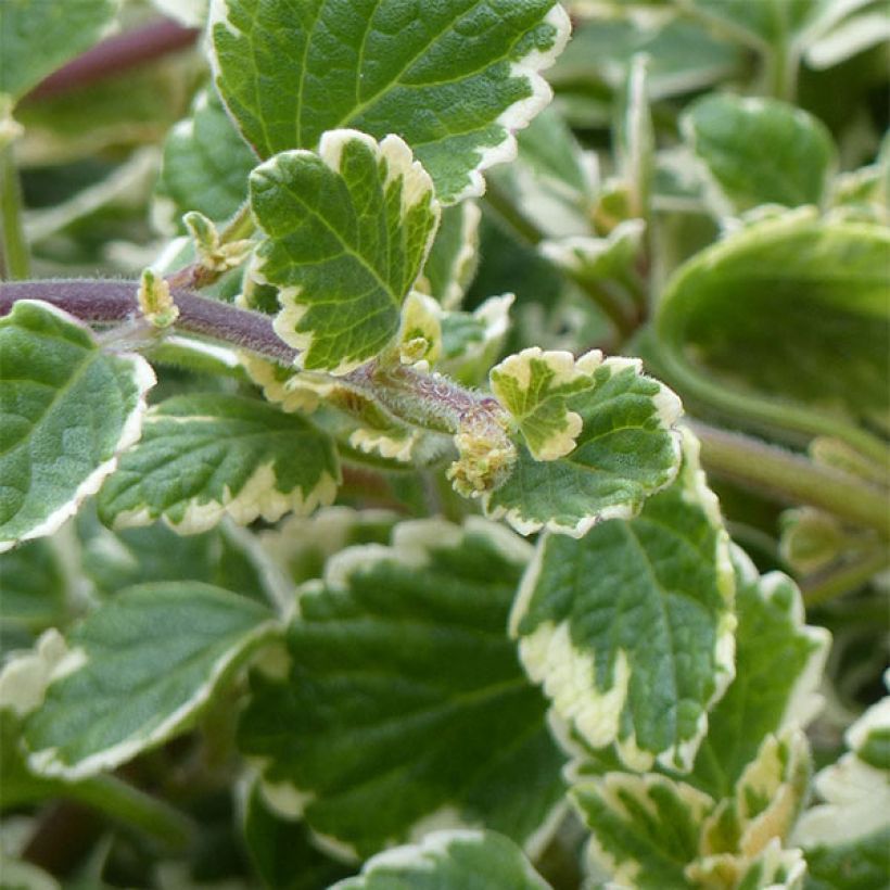 Plectranthus coleoides Variegatus panaché (Foliage)