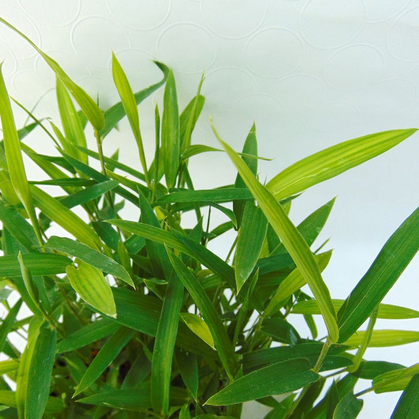 Pleioblastus argenteostriatus f. pumilus - Bambou nain (Foliage)