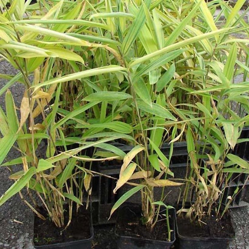 Pleioblastus auricomus - Bambou nain doré (Foliage)