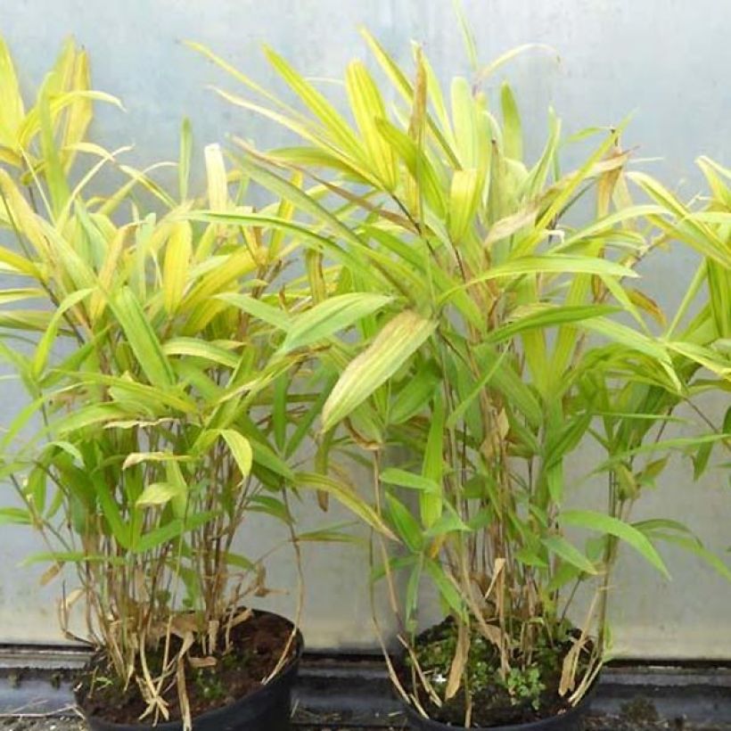Pleioblastus auricomus - Bambou nain doré (Plant habit)