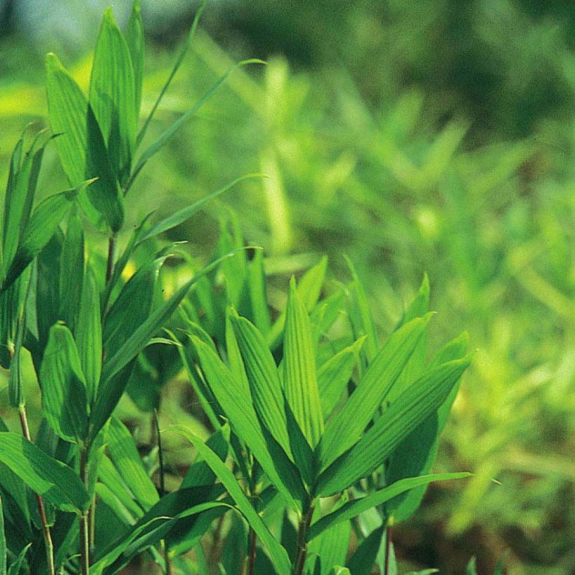 Pleioblastus pygmaeus - Bambou nain (Foliage)