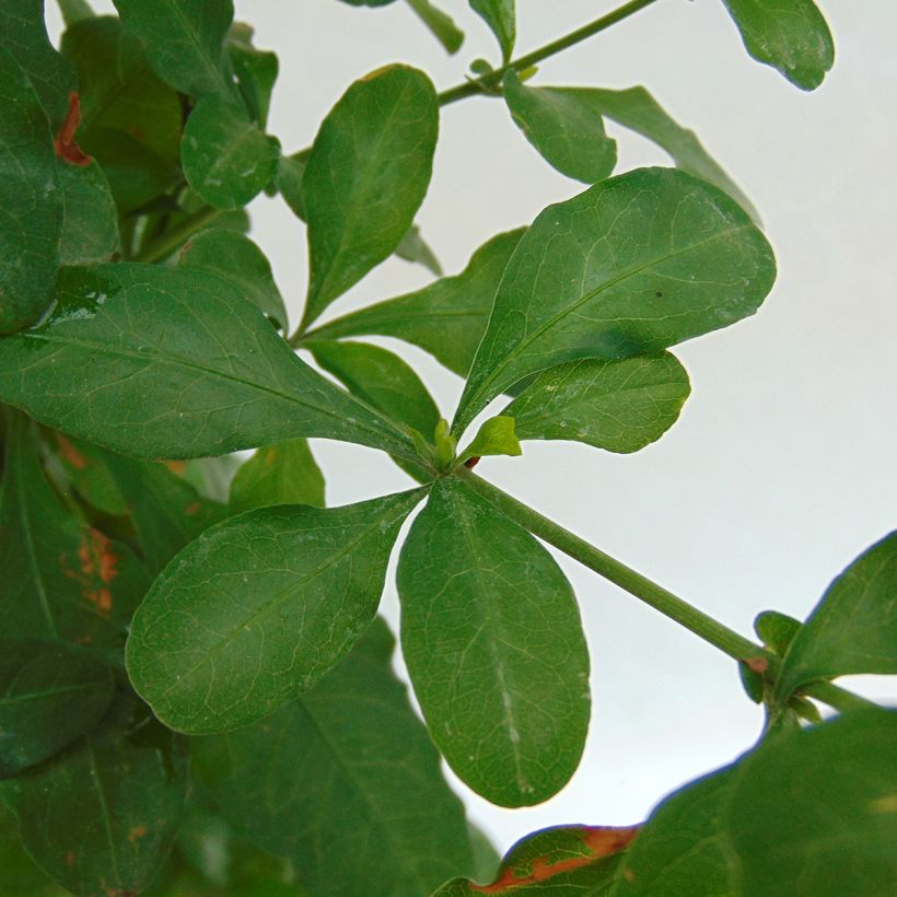 Plumbago auriculata - Plumbago capensis - Dentelaire du Cap (Foliage)