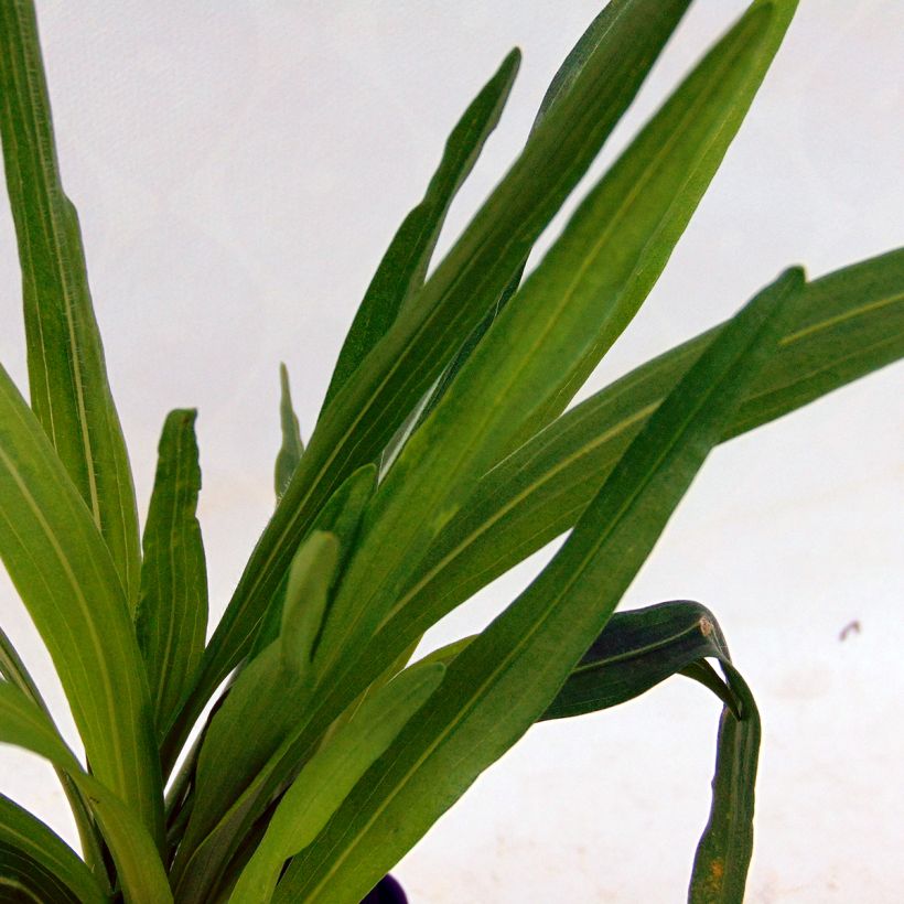 Plume du Kansas ou Liatris spicata Kobold (Foliage)