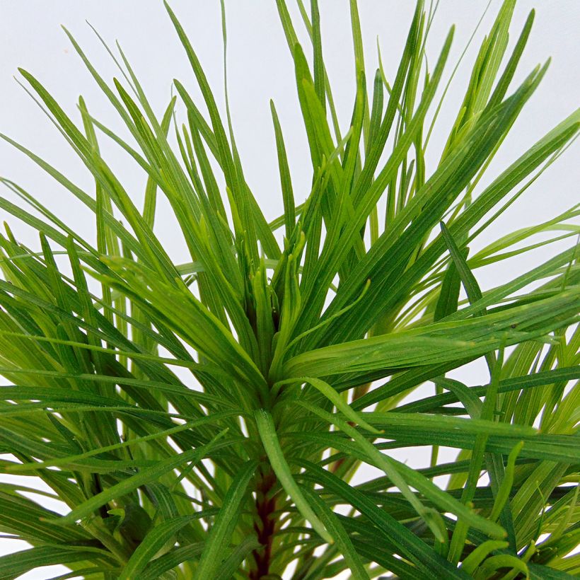 Plume du Kansas, Liatris spicata Floristan Violet (Foliage)