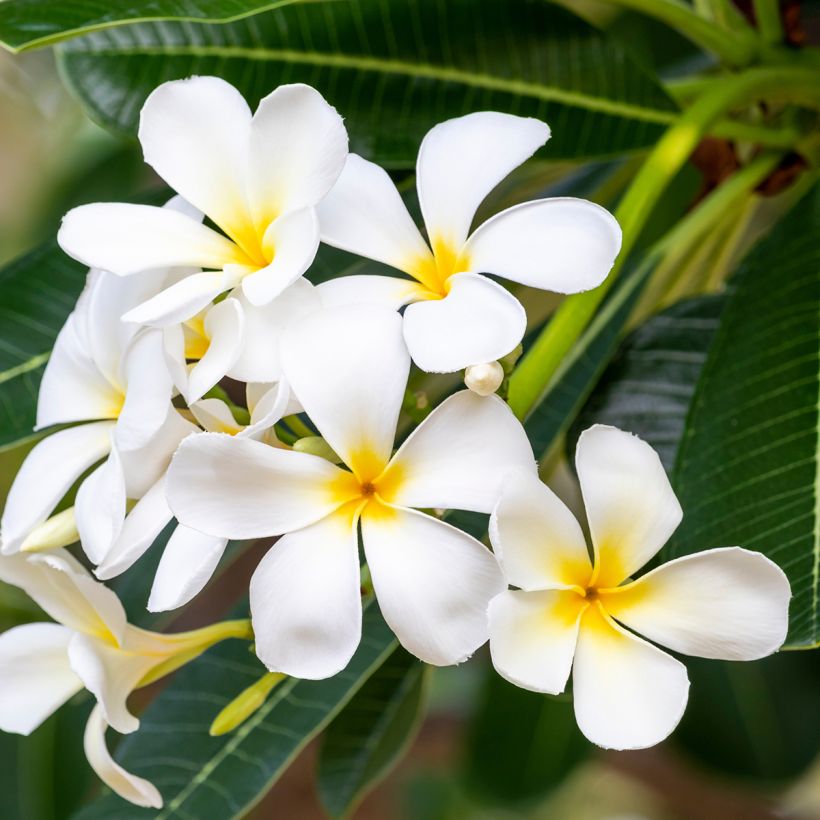 Plumeria obtusa - Frangipanier (Flowering)
