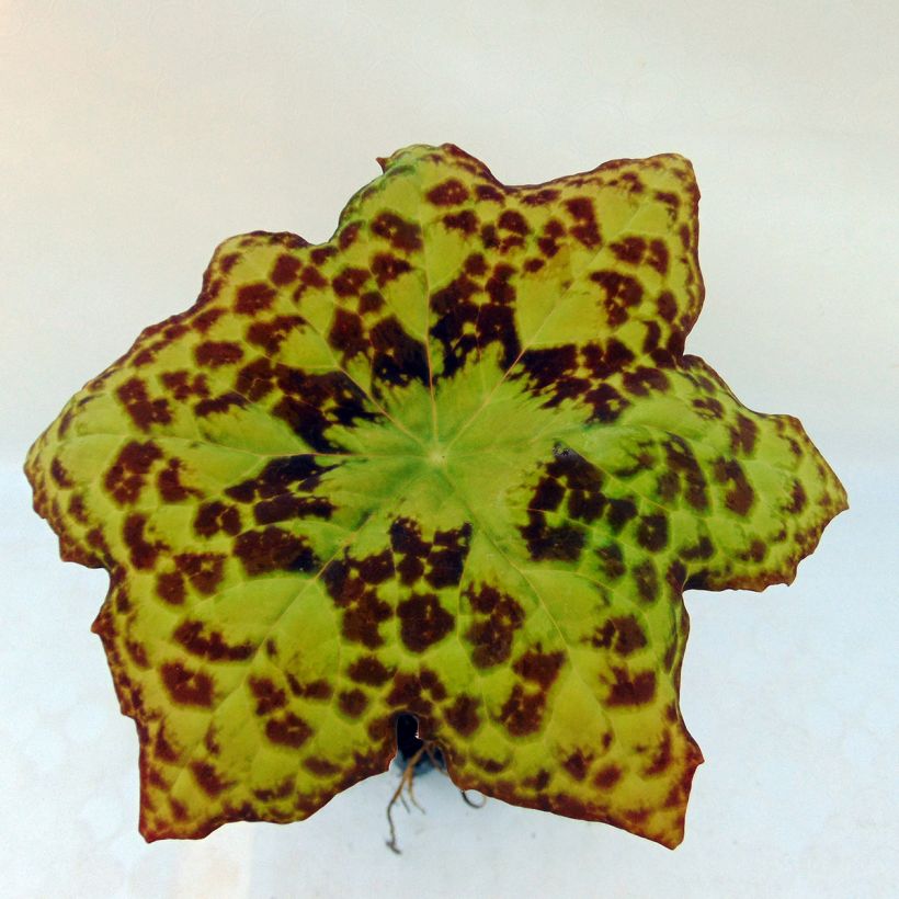 Podophyllum Spotty Dotty - Dysosma (Foliage)