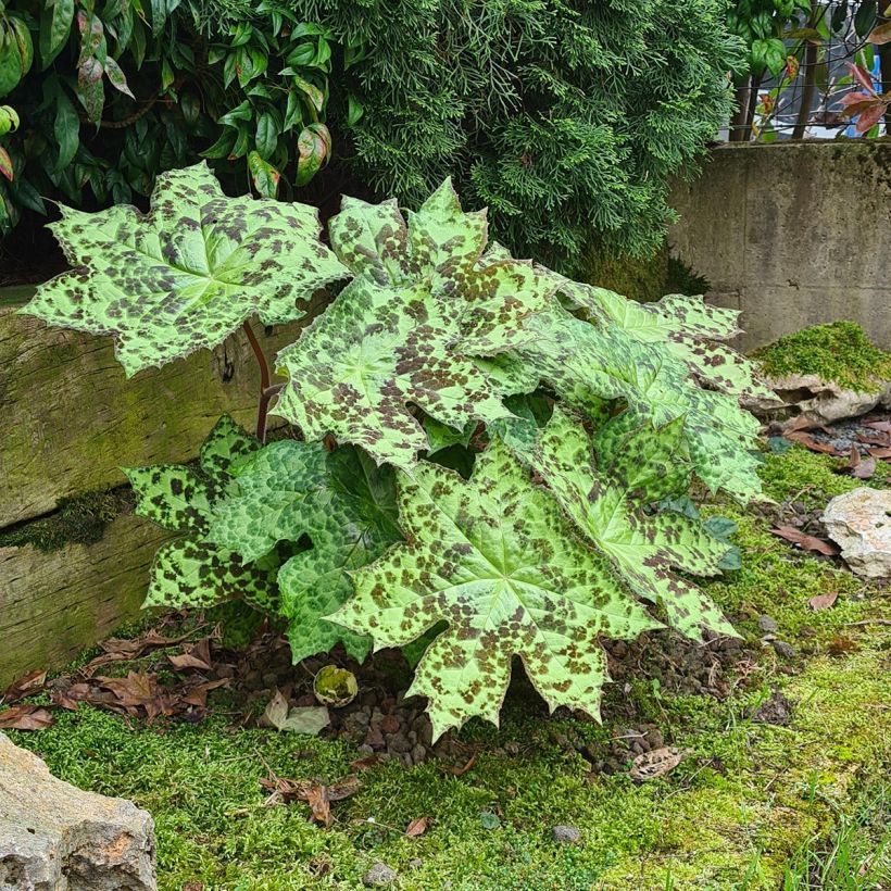 Podophyllum Spotty Dotty - Dysosma (Plant habit)