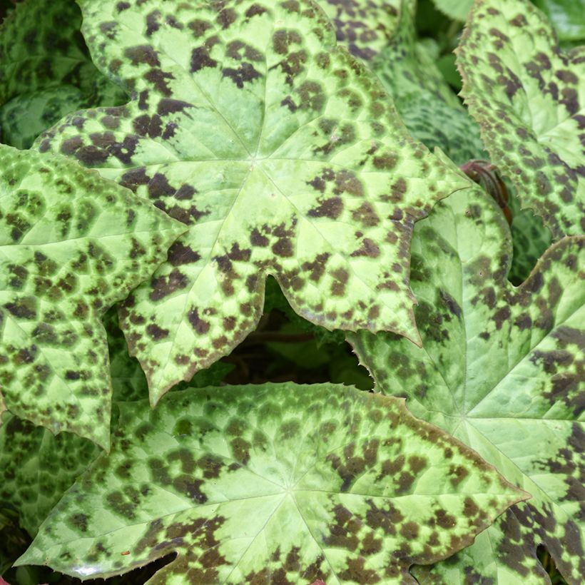 Podophyllum hexandrum, Podophyllum emodi (Foliage)