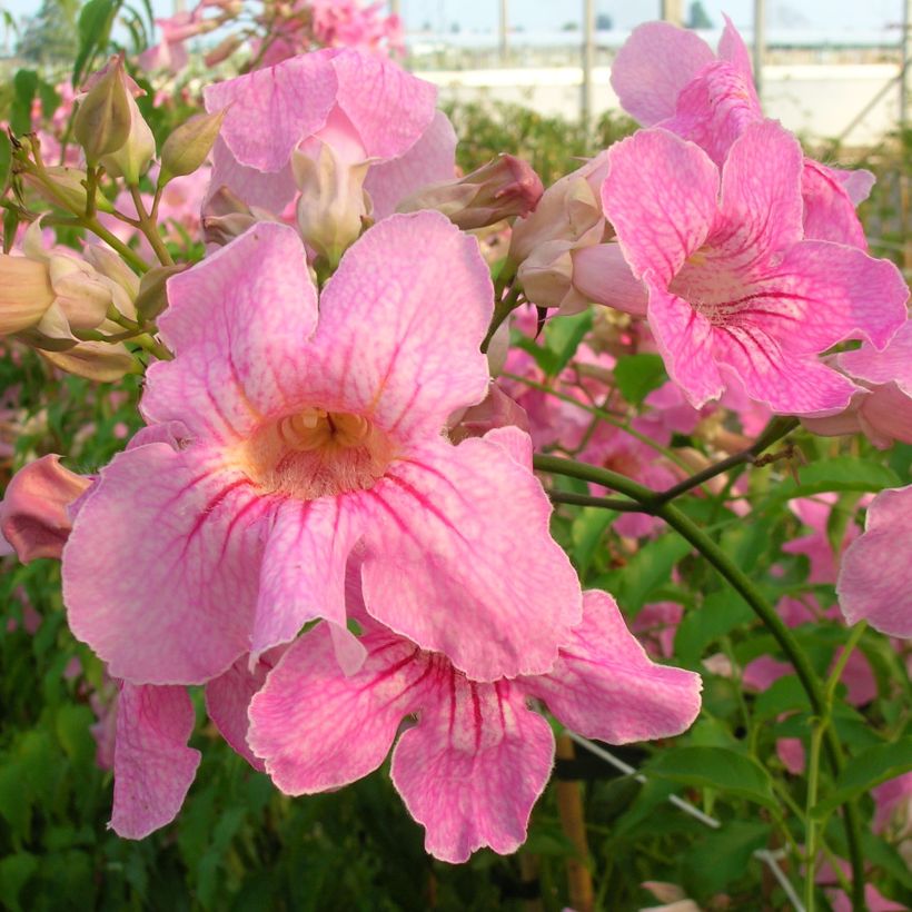 Podranea ricasoliana - Bignone rose (Flowering)