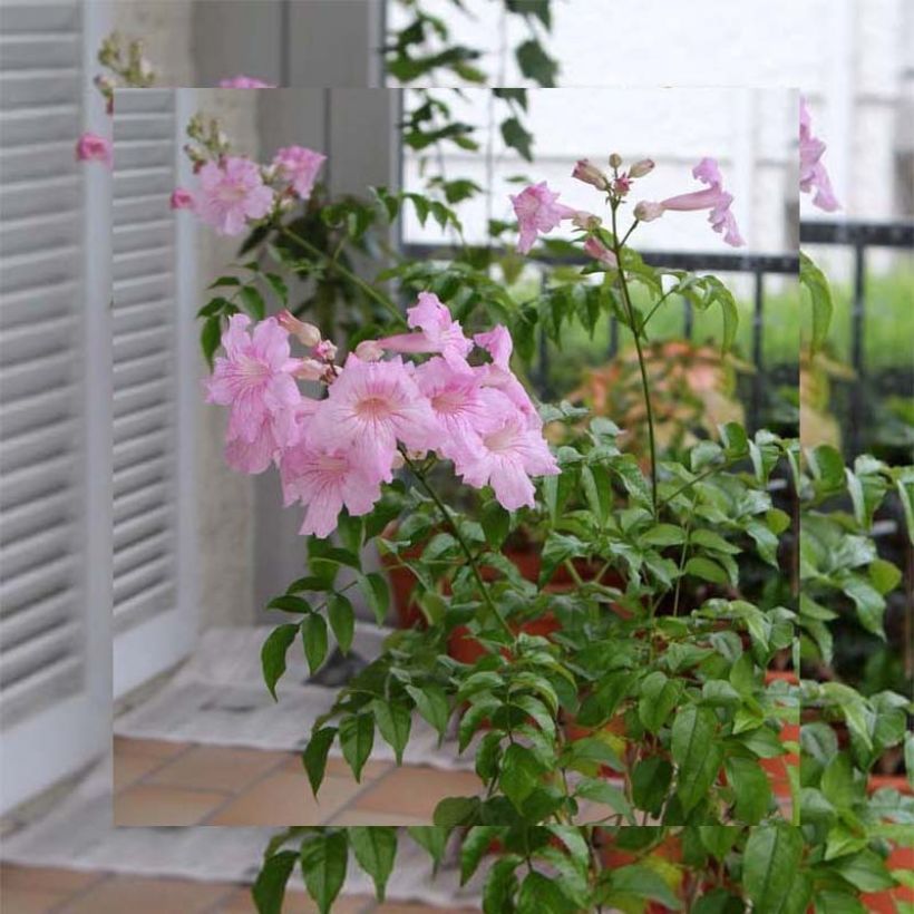 Podranea ricasoliana Comtesse Sarah - Bignone rose (Plant habit)