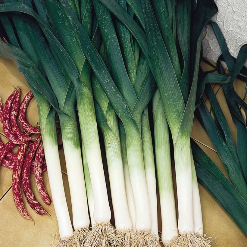 Poireau Atal (Harvest)