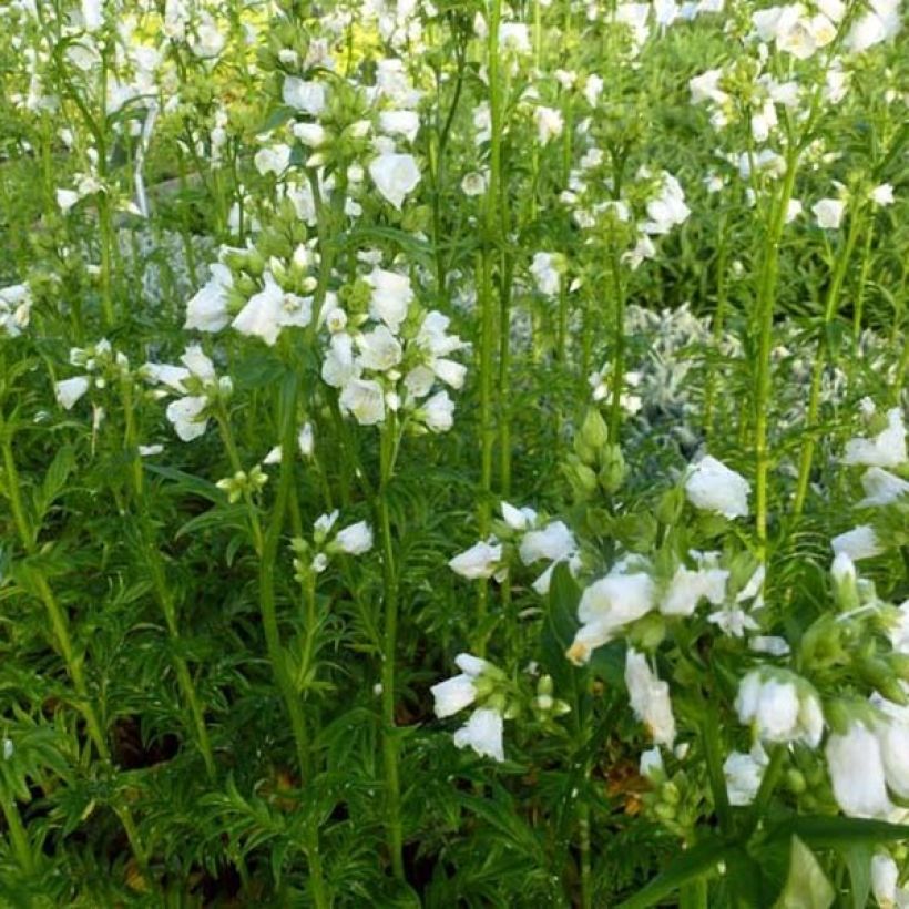 Polemonium Halfway to Paradise - Valériane grecque Halfway to Paradise (Plant habit)