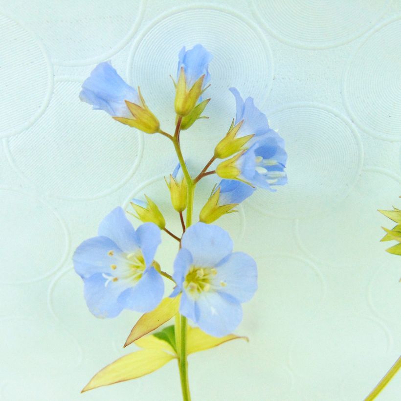 Polemonium Stairway to Heaven (Flowering)