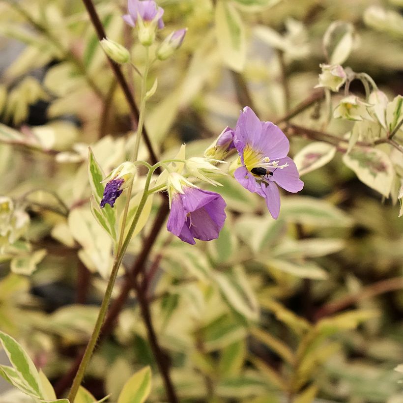 Polemonium pulcherrimum Golden Feathers - Polémoine (Flowering)