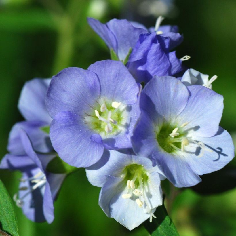 Polemonium reptans - Valériane grecque rampante (Flowering)