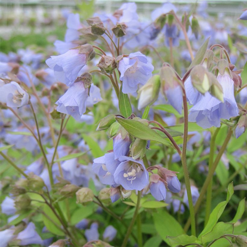 Polemonium reptans Blue Pearl - Valériane grecque rampante (Flowering)