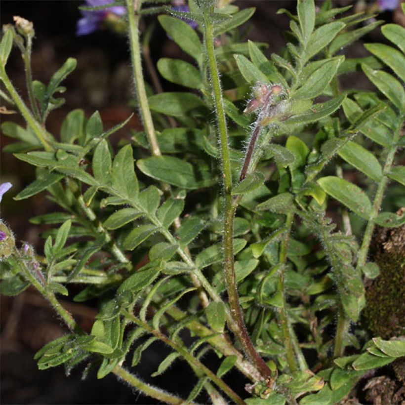 Polemonium yezoense Purple Rain - Valériane grecque (Foliage)