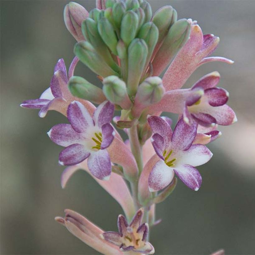 Polianthes tuberosa Sensation - Tubéreuse   (Flowering)