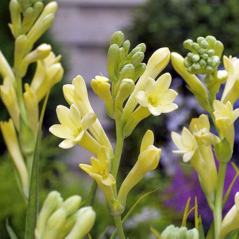 Polianthes tuberosa Yellow Baby - Tubéreuse (Flowering)