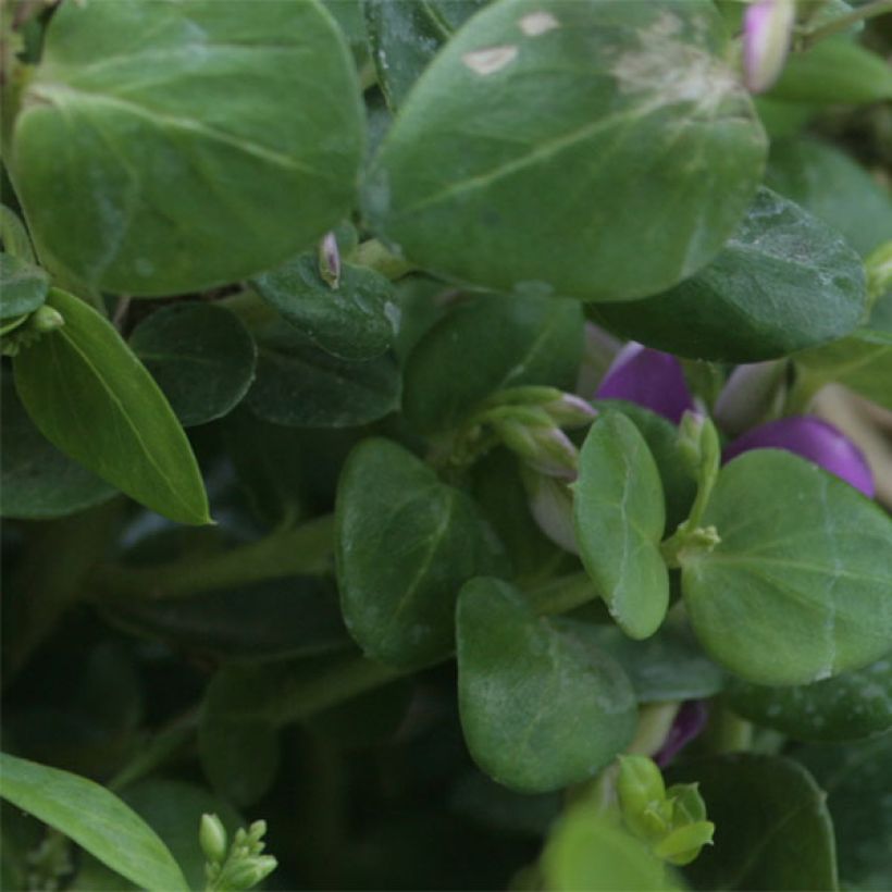 Polygala Bibi Pink - Polygale à feuilles de myrte  (Foliage)