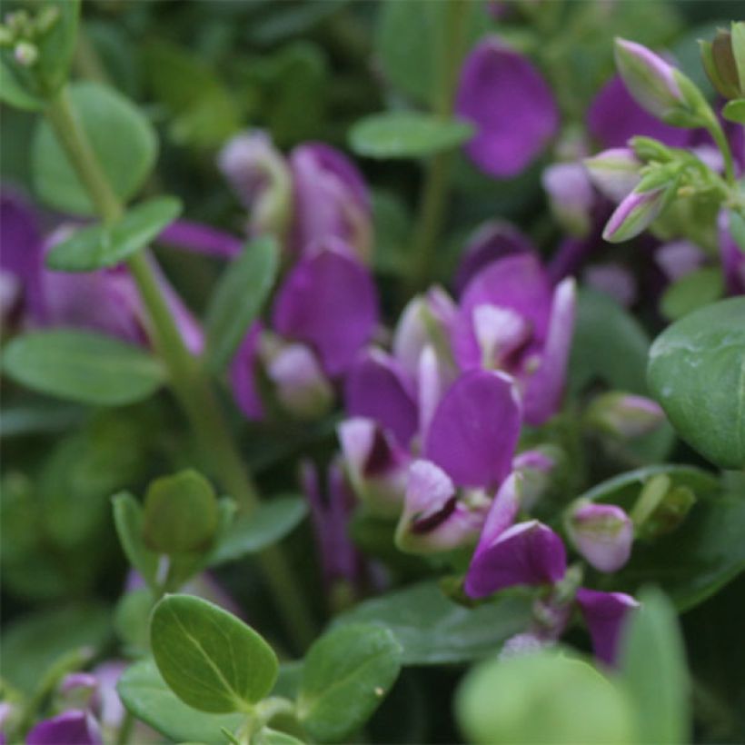 Polygala Bibi Pink - Polygale à feuilles de myrte  (Flowering)