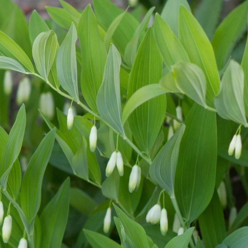 Sceau de Salomon - Polygonatum odoratum (Foliage)