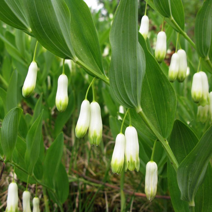 Sceau de Salomon - Polygonatum odoratum (Flowering)