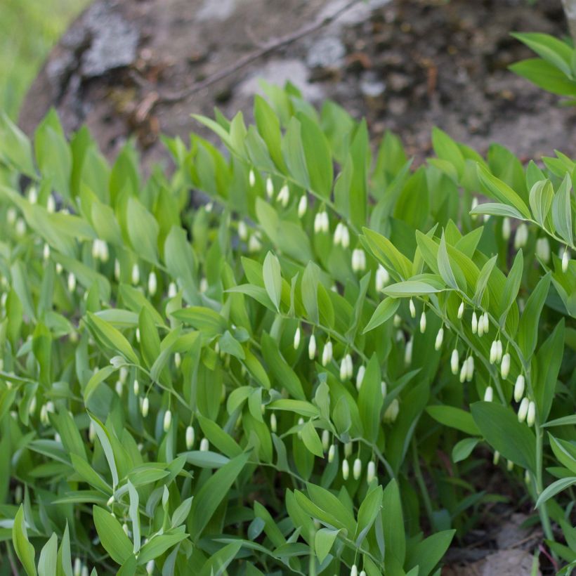 Sceau de Salomon - Polygonatum odoratum (Plant habit)