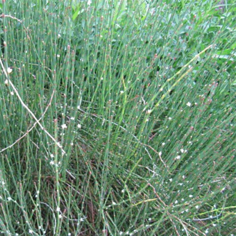 Polygonum scoparium - Renouée à balais (Plant habit)
