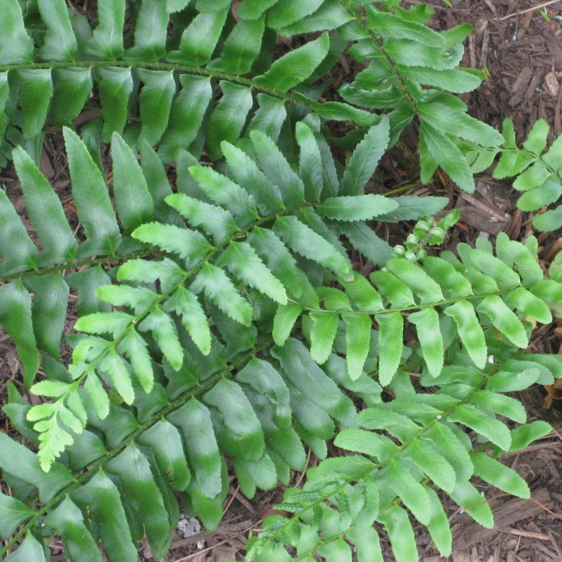 Polystichum acrostichoides - Fougère de Noël (Foliage)