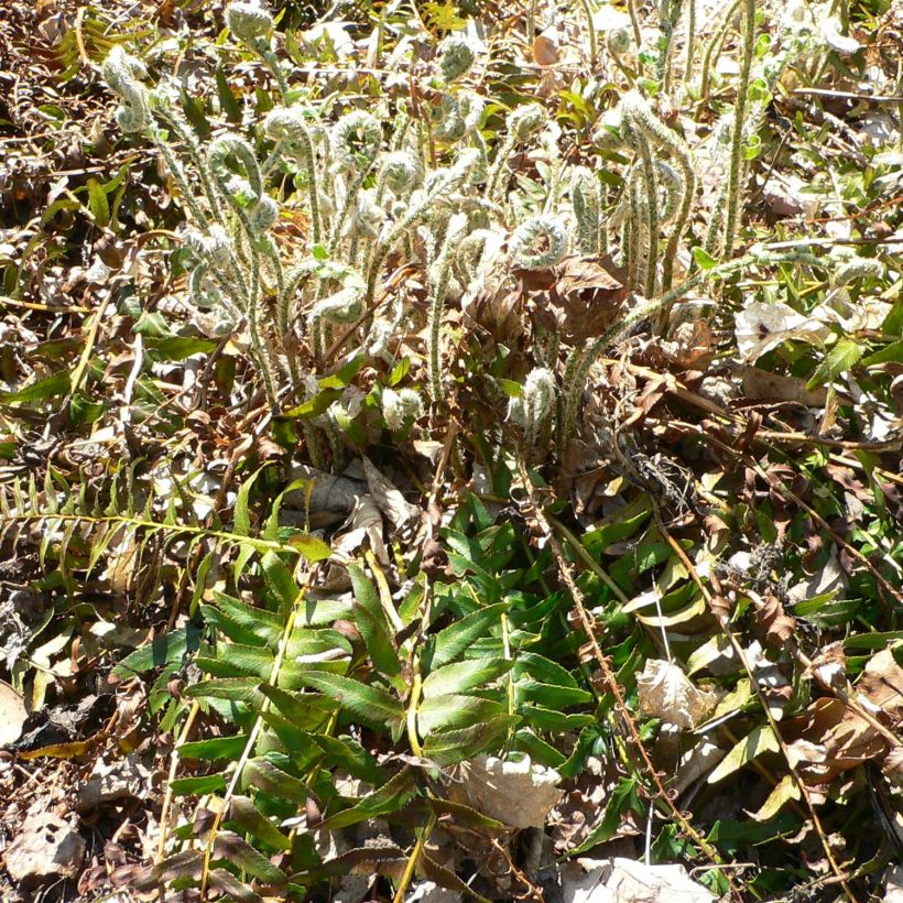 Polystichum acrostichoides - Fougère de Noël (Plant habit)