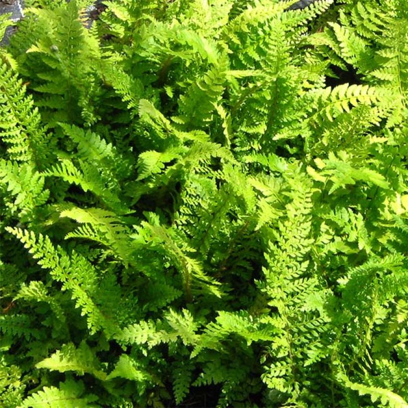 Polystichum setiferum Proliferum - Fougère (Foliage)