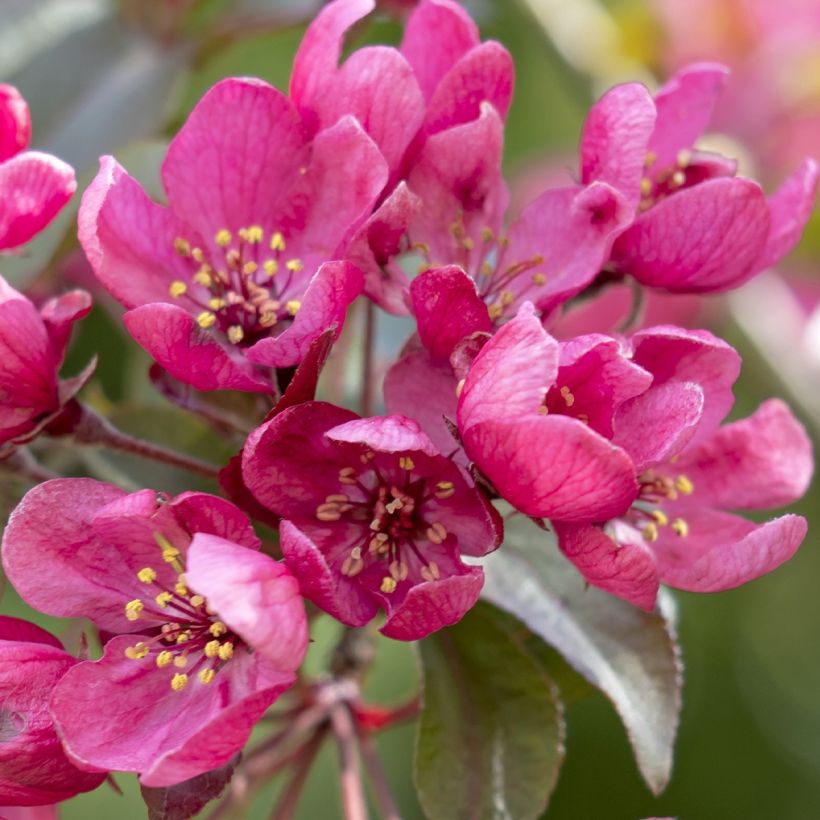 Malus Apollo - Pommier d'ornement (Flowering)