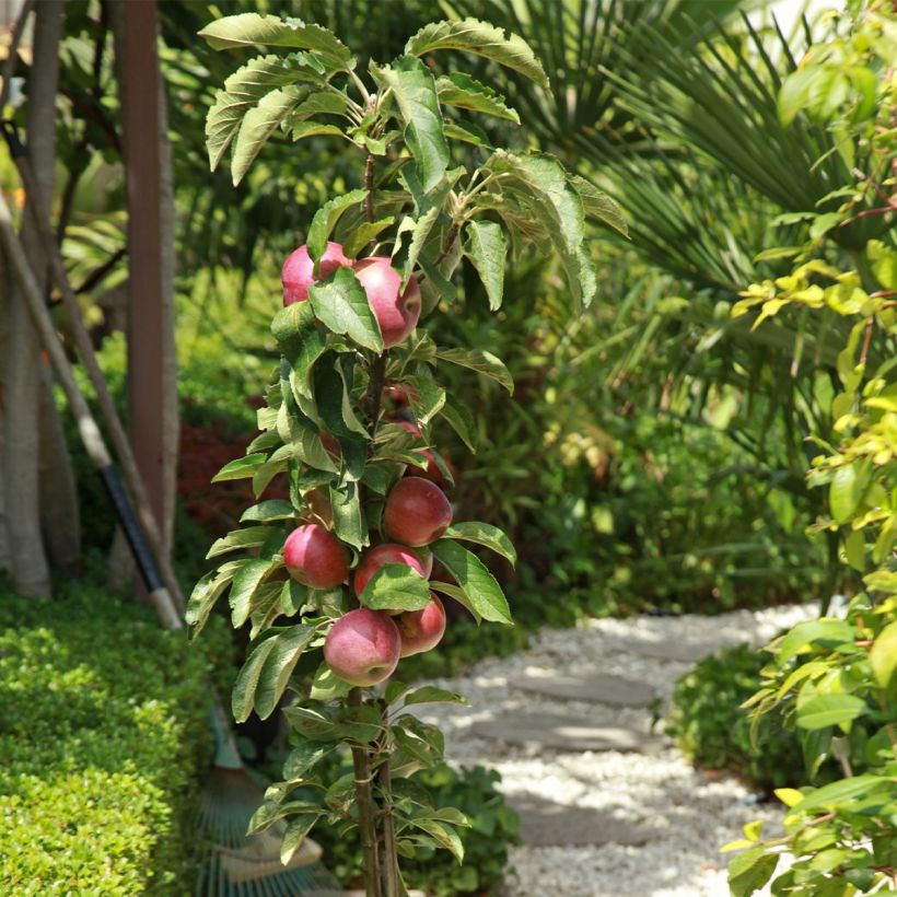 Malus Apollo - Pommier d'ornement (Plant habit)