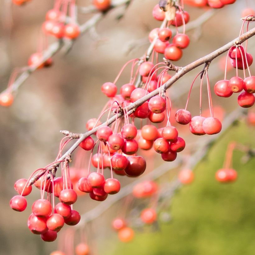 Pommier d'ornement - Malus Sugar Tyme (Harvest)