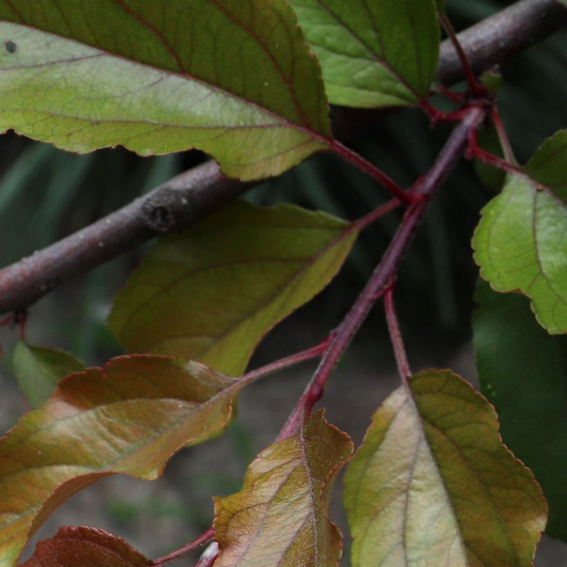 Pommier d'ornement - Malus Aldenhamensis (Foliage)