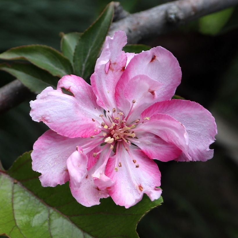 Pommier d'ornement - Malus Aldenhamensis (Flowering)