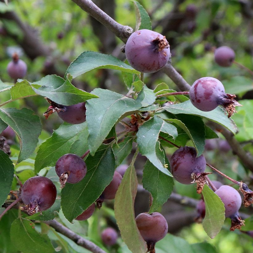 Pommier d'ornement - Malus Aldenhamensis (Harvest)