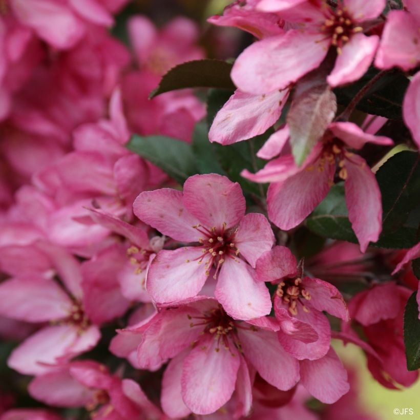 Pommier d'ornement - Malus Raspberry Spear (Flowering)
