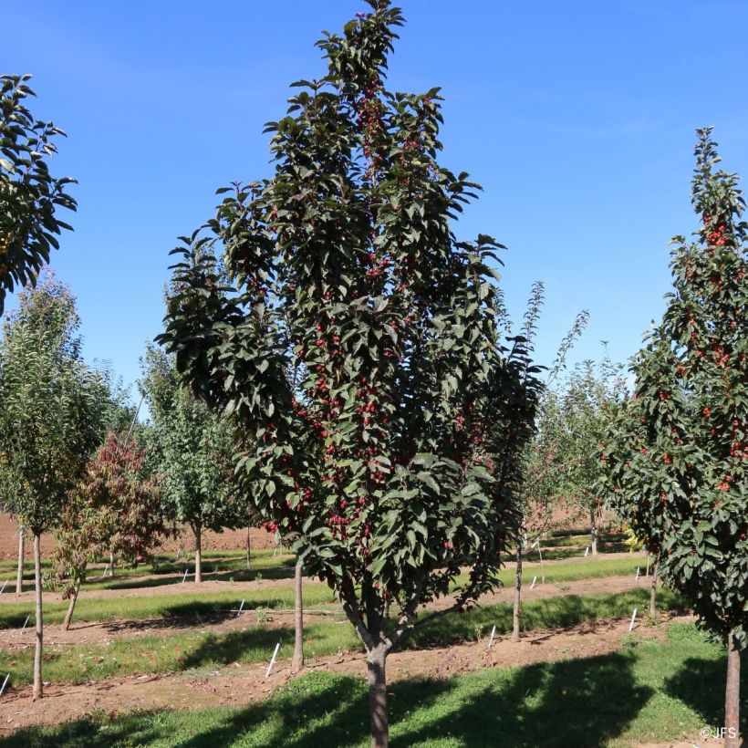 Pommier d'ornement - Malus Raspberry Spear (Plant habit)