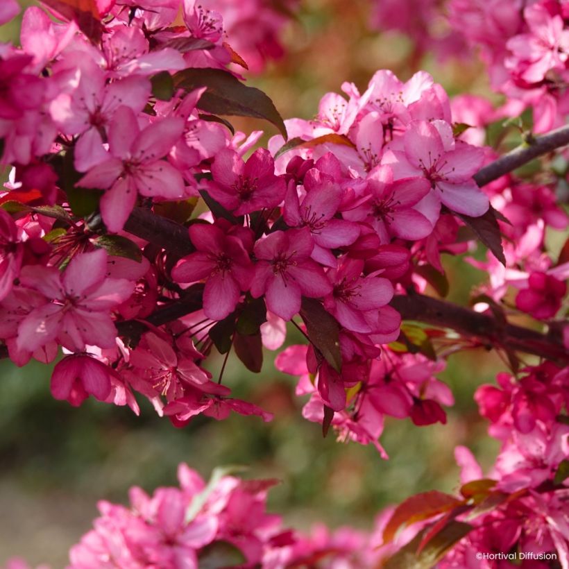 Pommier d'ornement - Malus Royal  Raindrops (Flowering)