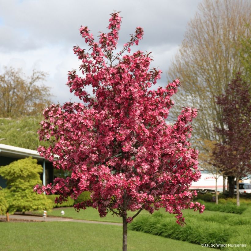 Pommier d'ornement - Malus Royal  Raindrops (Plant habit)